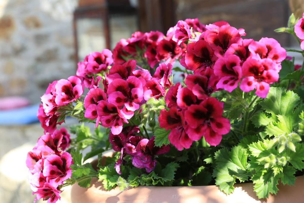 Terrace Houses Sirince Selçuk Ruang foto